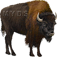 American Bison clipart #8, Download drawings