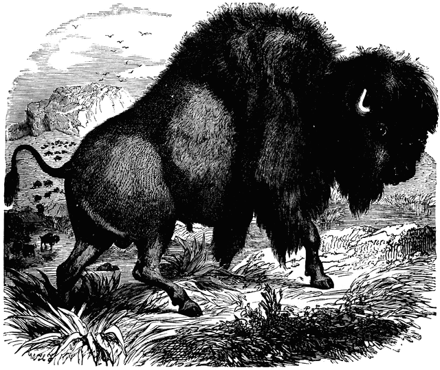 American Bison clipart #3, Download drawings