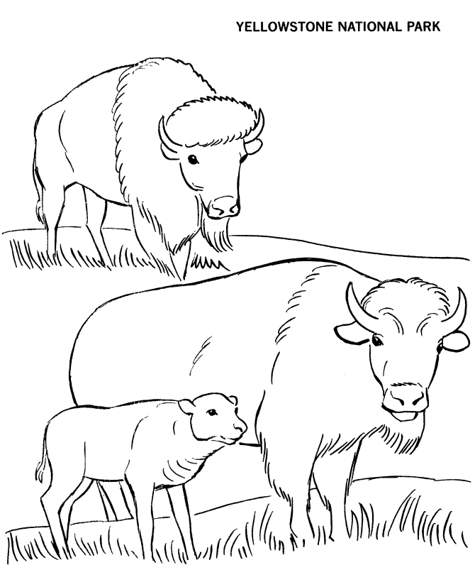 American Bison coloring #17, Download drawings