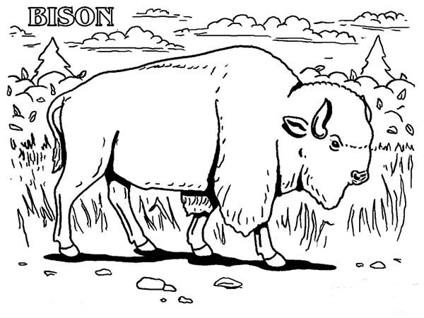 American Bison coloring #11, Download drawings