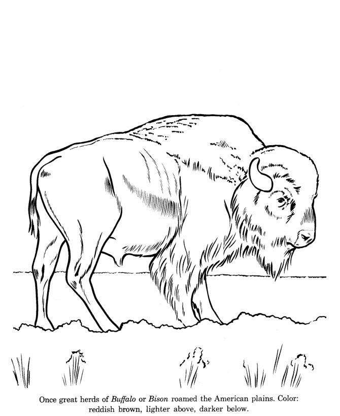 American Bison coloring #10, Download drawings