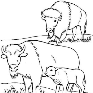 American Bison coloring #18, Download drawings