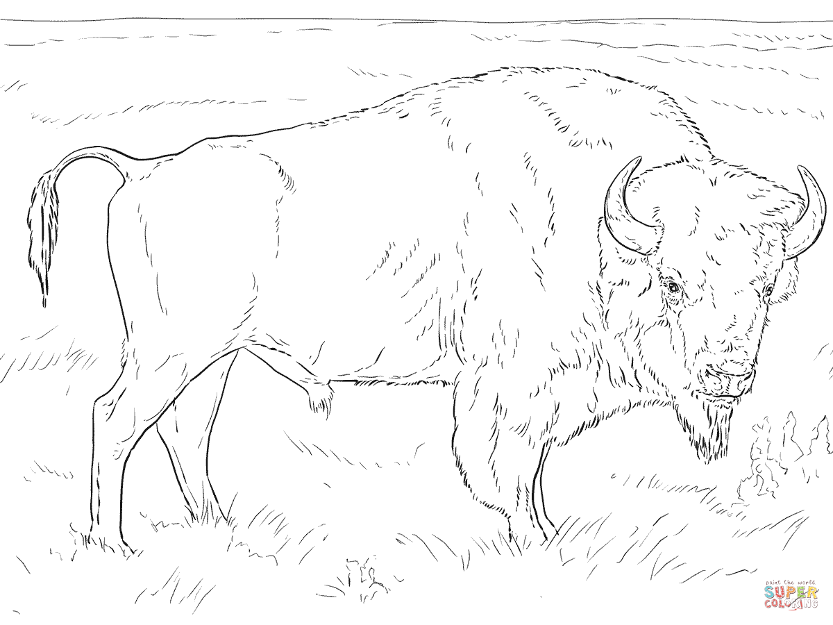 American Bison coloring #15, Download drawings