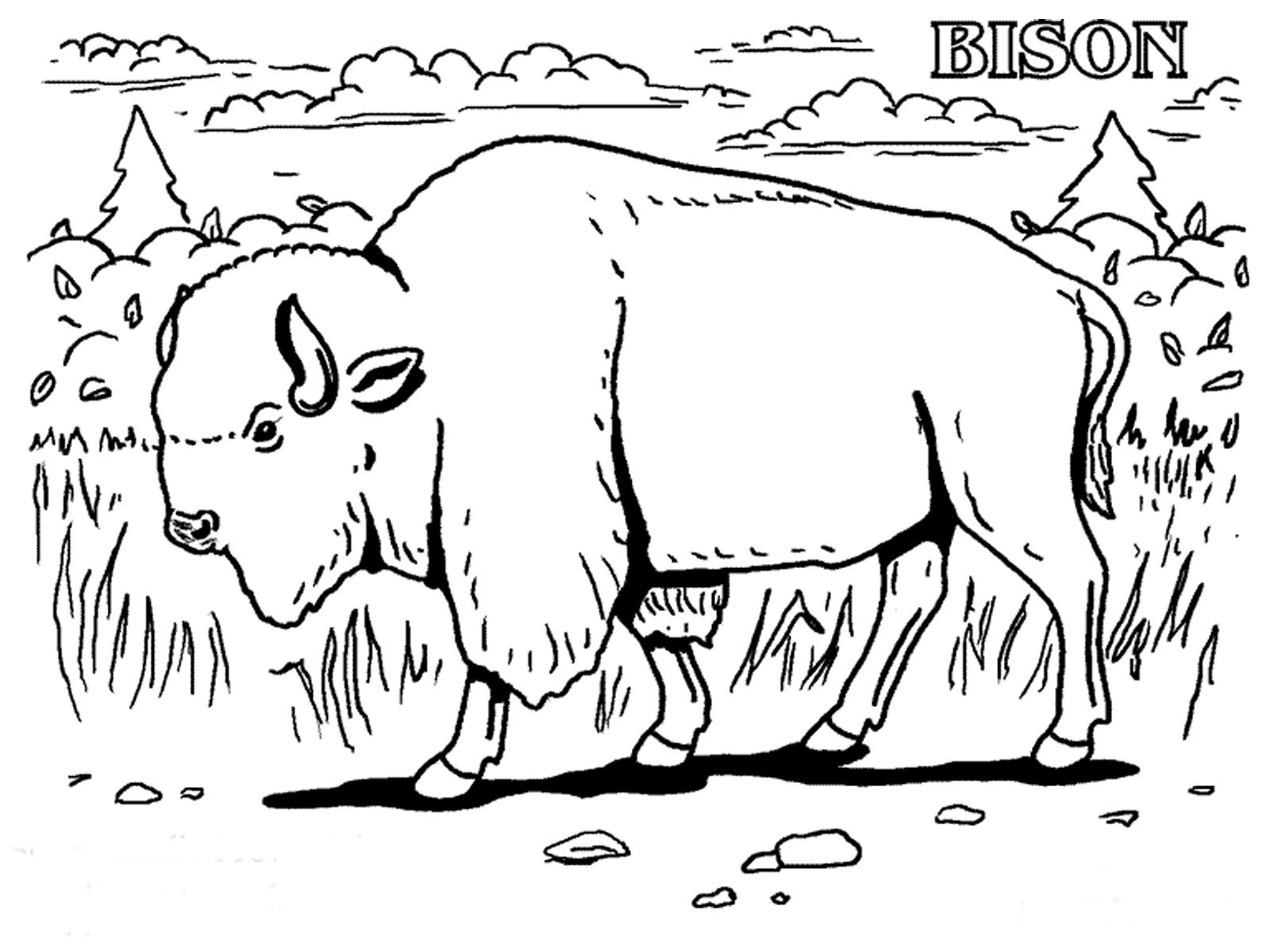 American Bison coloring #9, Download drawings