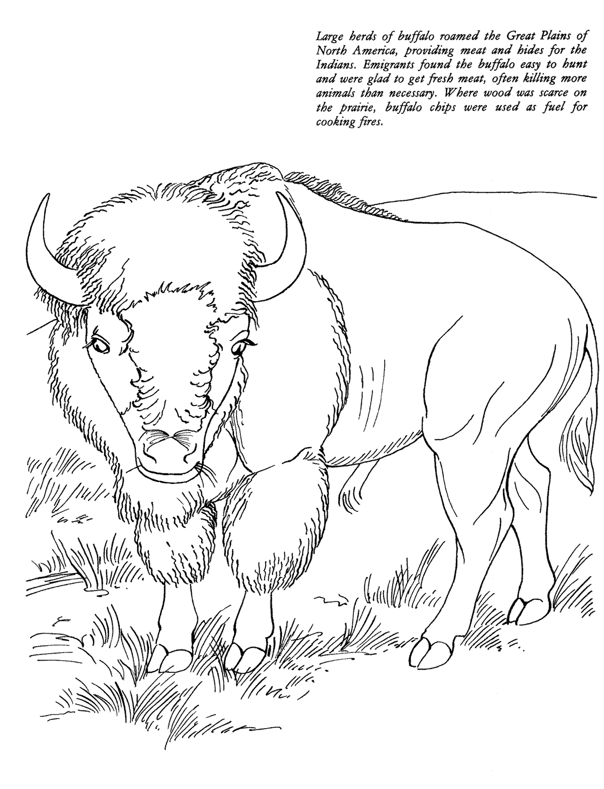 American Bison coloring #19, Download drawings