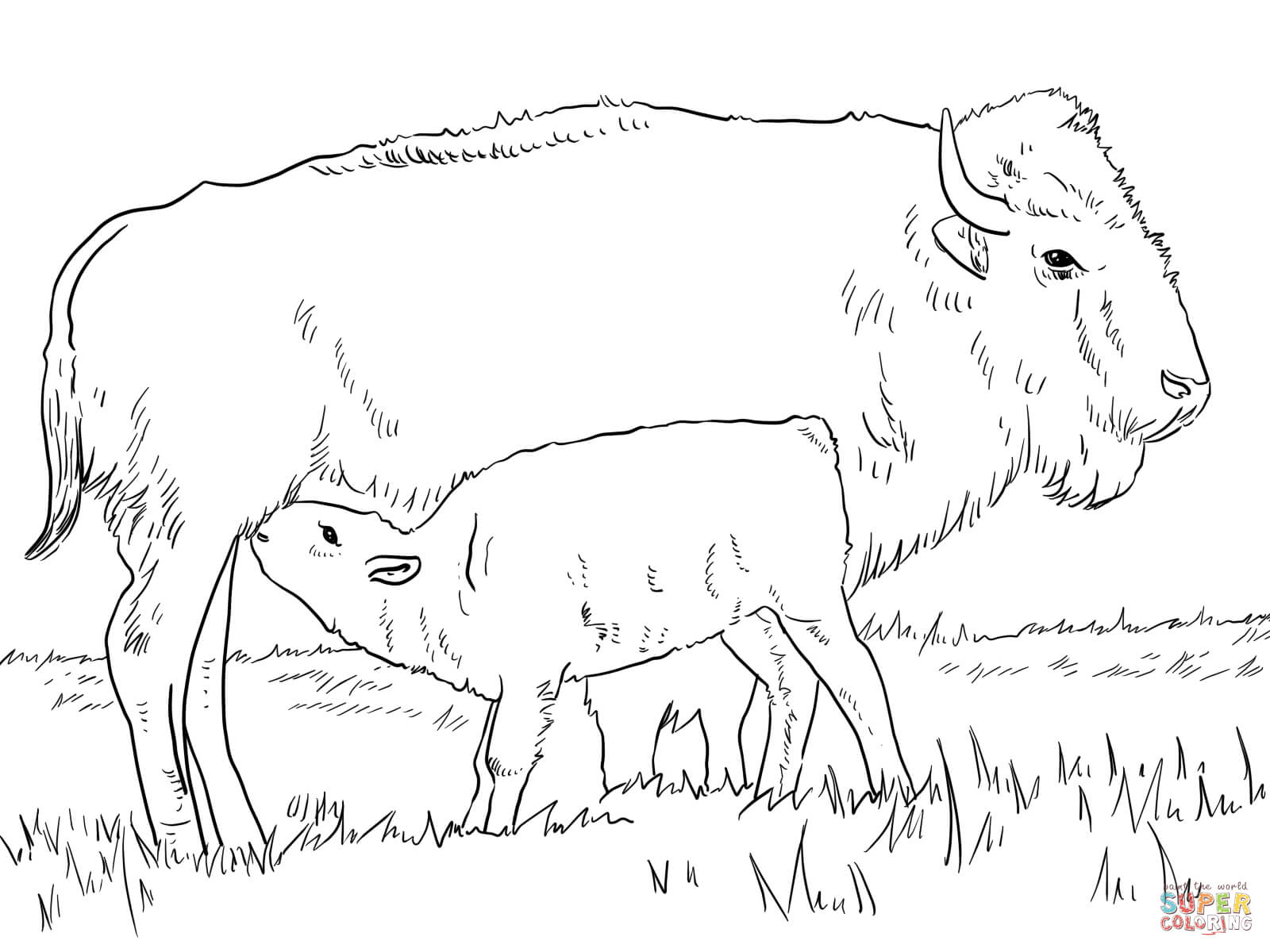 American Bison coloring #8, Download drawings