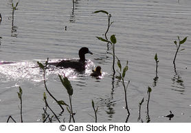 American Coot clipart #14, Download drawings