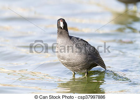 American Coot clipart #15, Download drawings