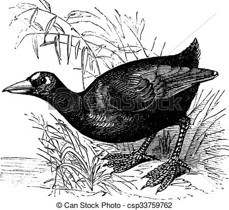 American Coot clipart #12, Download drawings