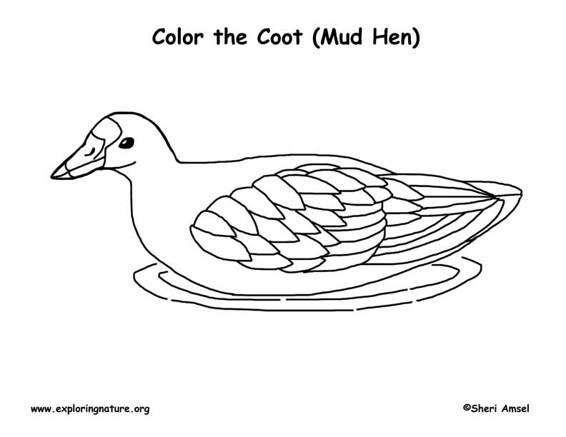 American Coot coloring #2, Download drawings
