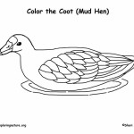 American Coot coloring #15, Download drawings
