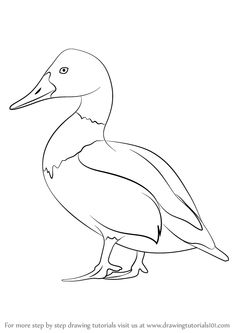 American Coot svg #15, Download drawings