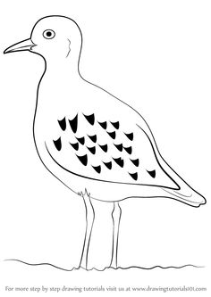 American Coot svg #4, Download drawings