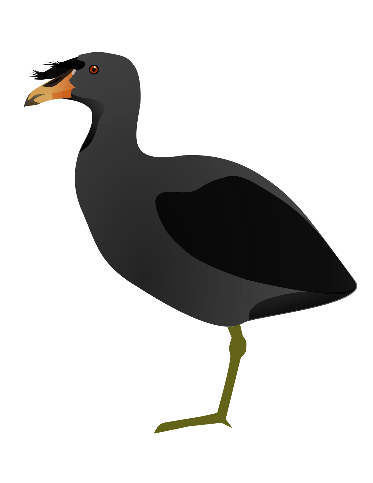 American Coot svg #7, Download drawings