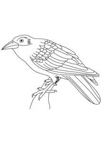 American Crow coloring #15, Download drawings