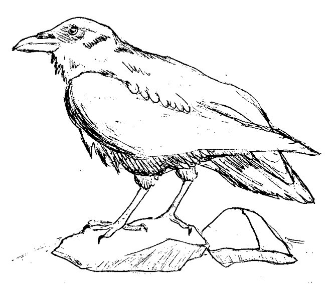 Common Raven coloring #18, Download drawings