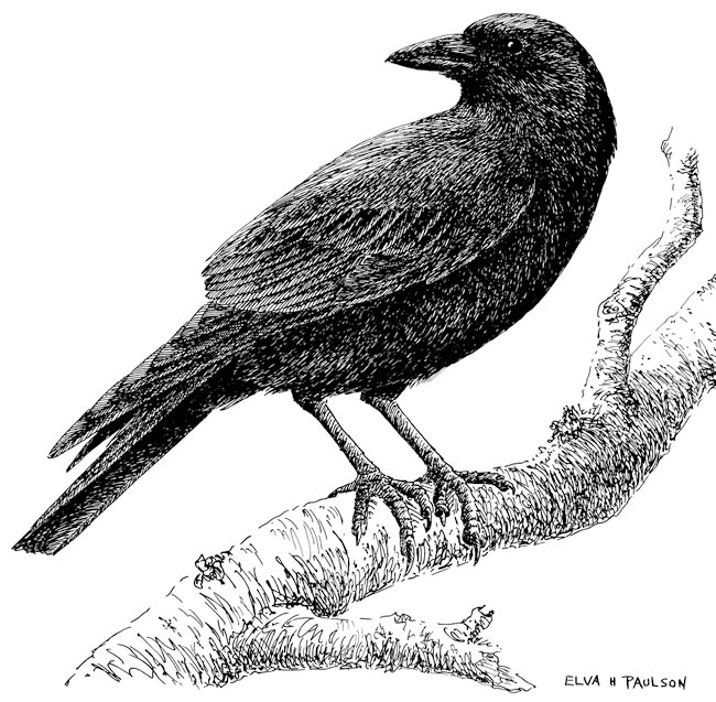 American Crow coloring #4, Download drawings
