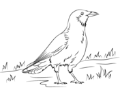 American Crow coloring #5, Download drawings