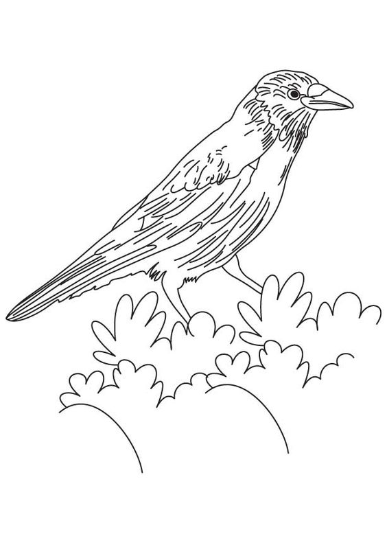 American Crow coloring #14, Download drawings