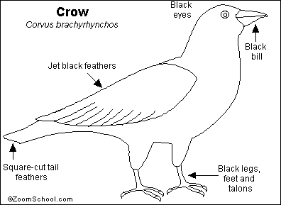 American Crow coloring #18, Download drawings