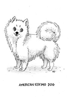 American Eskimo Dog clipart #3, Download drawings