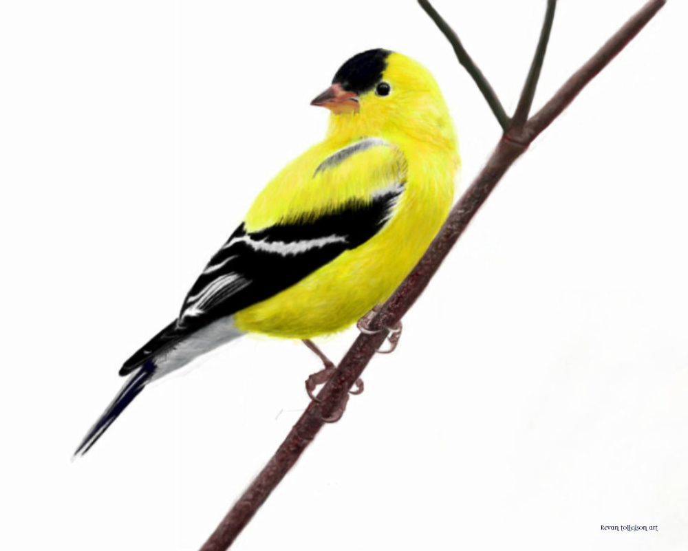 American Goldfinch clipart #2, Download drawings
