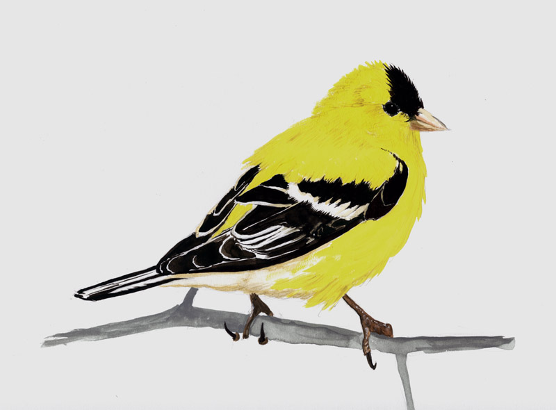 American Goldfinch clipart #1, Download drawings
