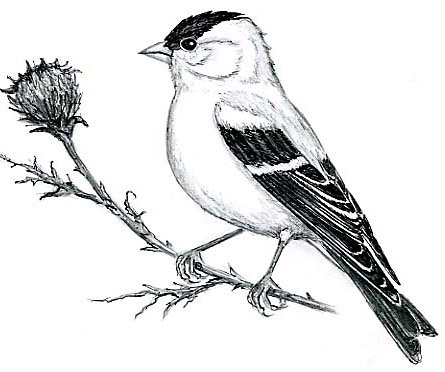 American Goldfinch coloring #12, Download drawings