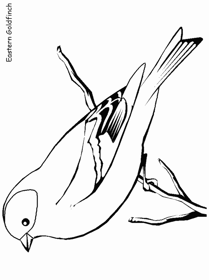 Goldfinch coloring #5, Download drawings