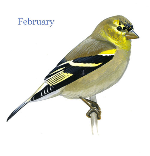 American Goldfinch coloring #13, Download drawings