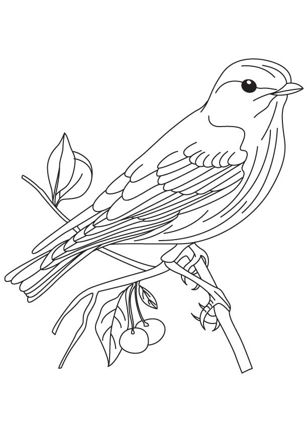 Finch coloring #6, Download drawings
