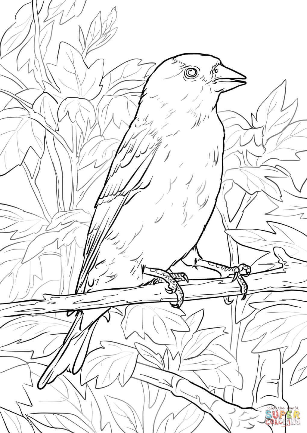 American Goldfinch coloring #2, Download drawings