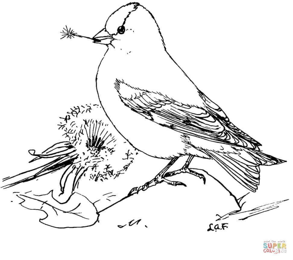 American Goldfinch coloring #9, Download drawings