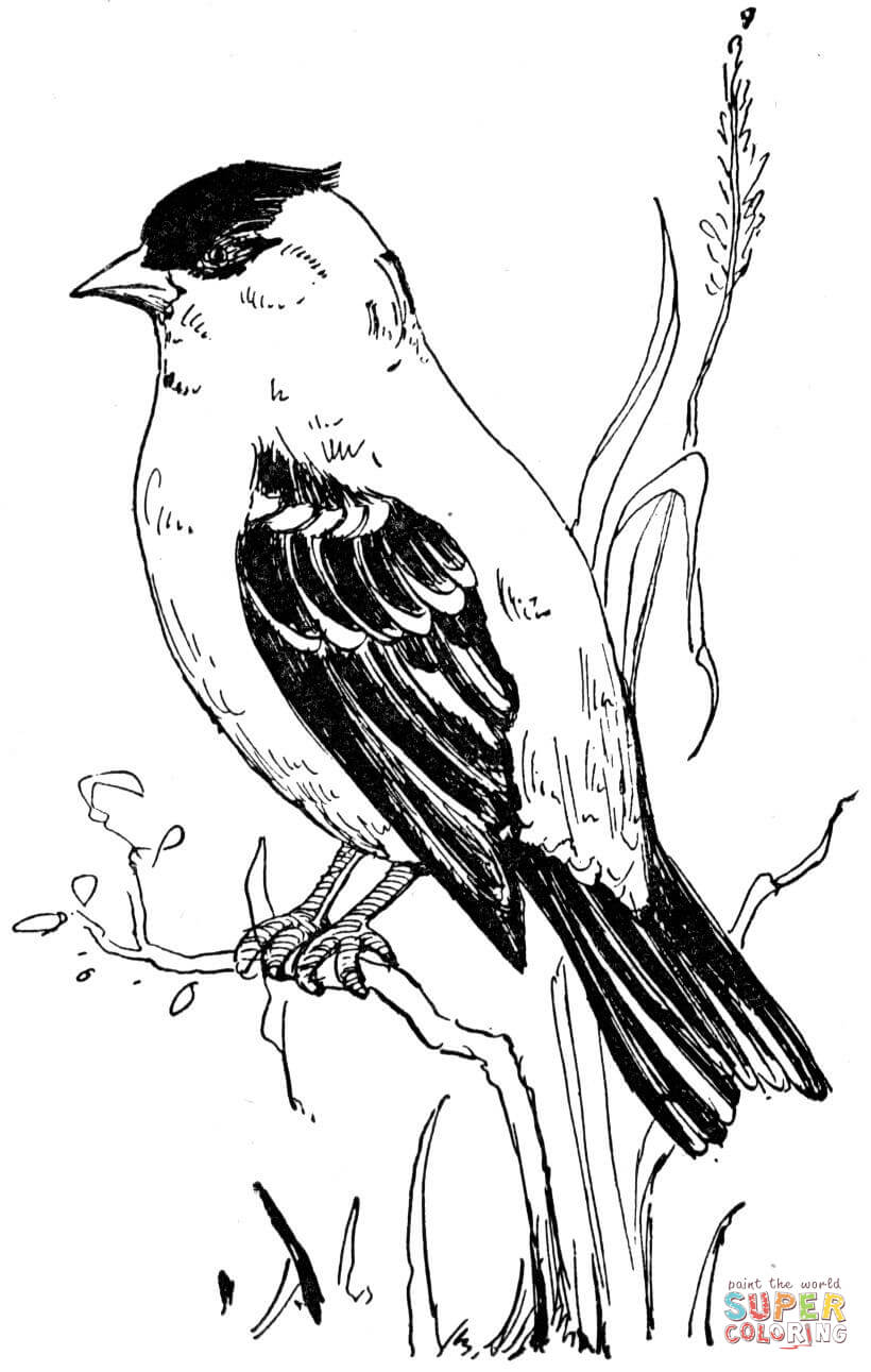 Goldfinch coloring #14, Download drawings