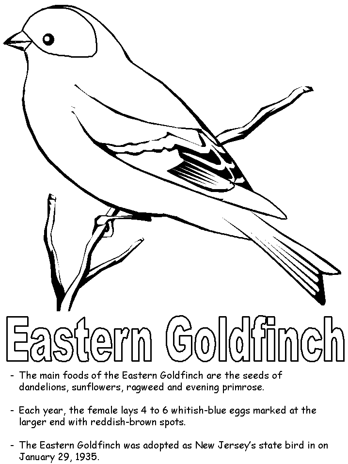 American Goldfinch coloring #18, Download drawings