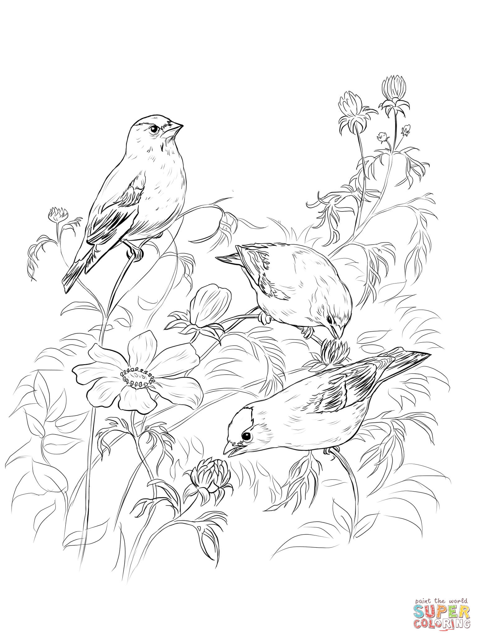 American Goldfinch coloring #4, Download drawings
