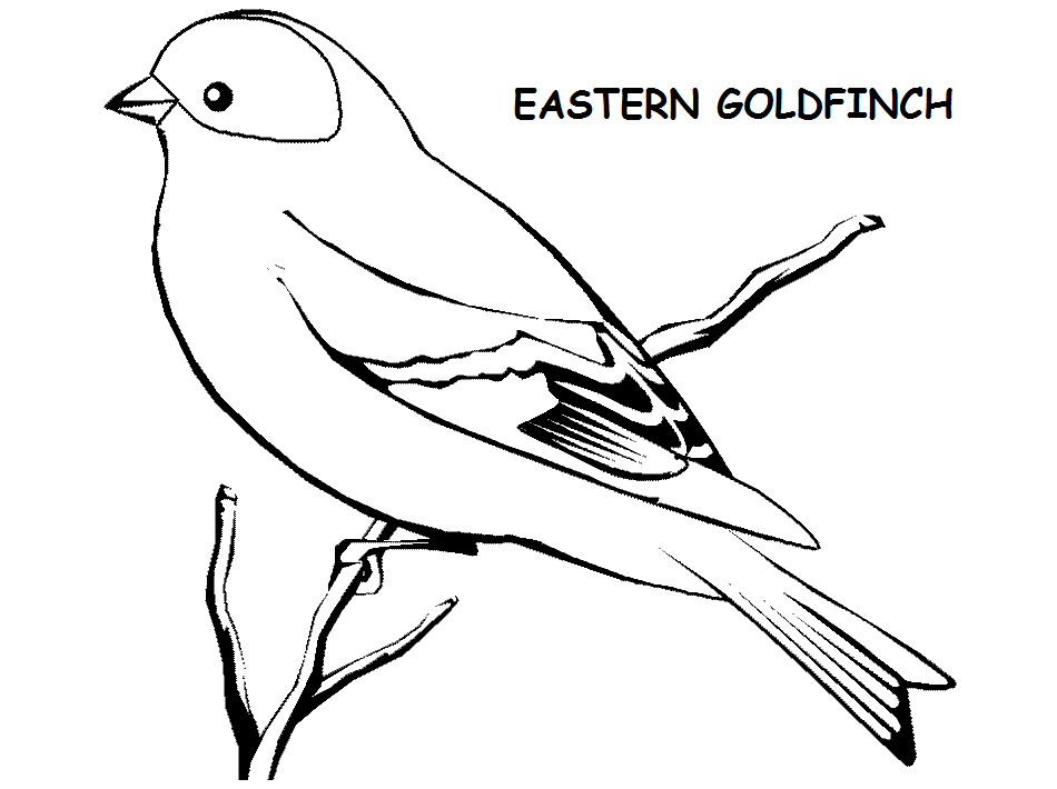 American Goldfinch coloring #8, Download drawings