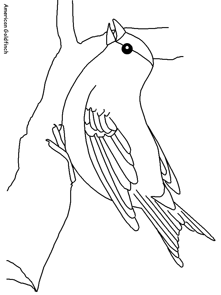 Goldfinch coloring #3, Download drawings