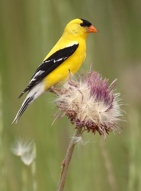 American Goldfinch svg #8, Download drawings