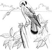 American Kestrel coloring #19, Download drawings
