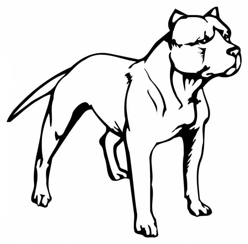 American Pit Bull Terrier clipart #1, Download drawings
