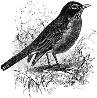 American Robin clipart #16, Download drawings
