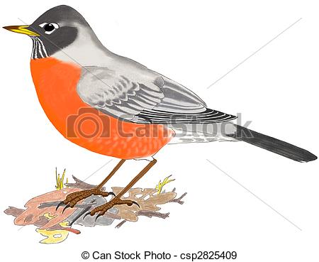 American Robin clipart #15, Download drawings