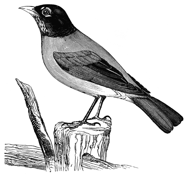 American Robin clipart #11, Download drawings