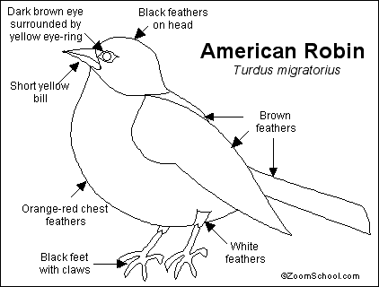 American Robin coloring #16, Download drawings