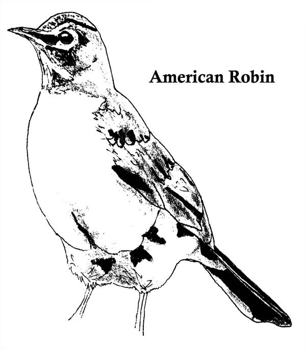 American Robin coloring #18, Download drawings