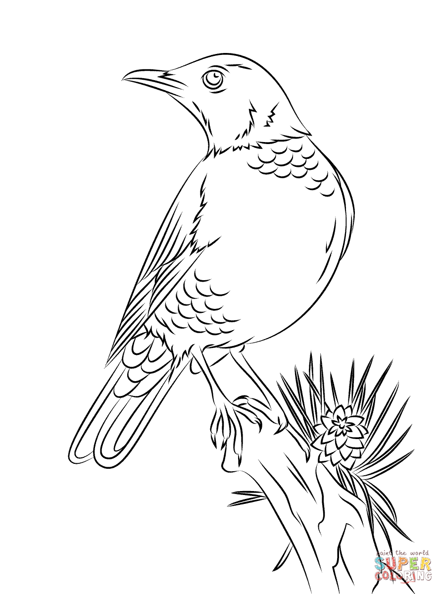 American Robin coloring #15, Download drawings