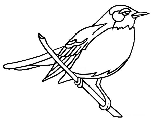 American Robin coloring #20, Download drawings