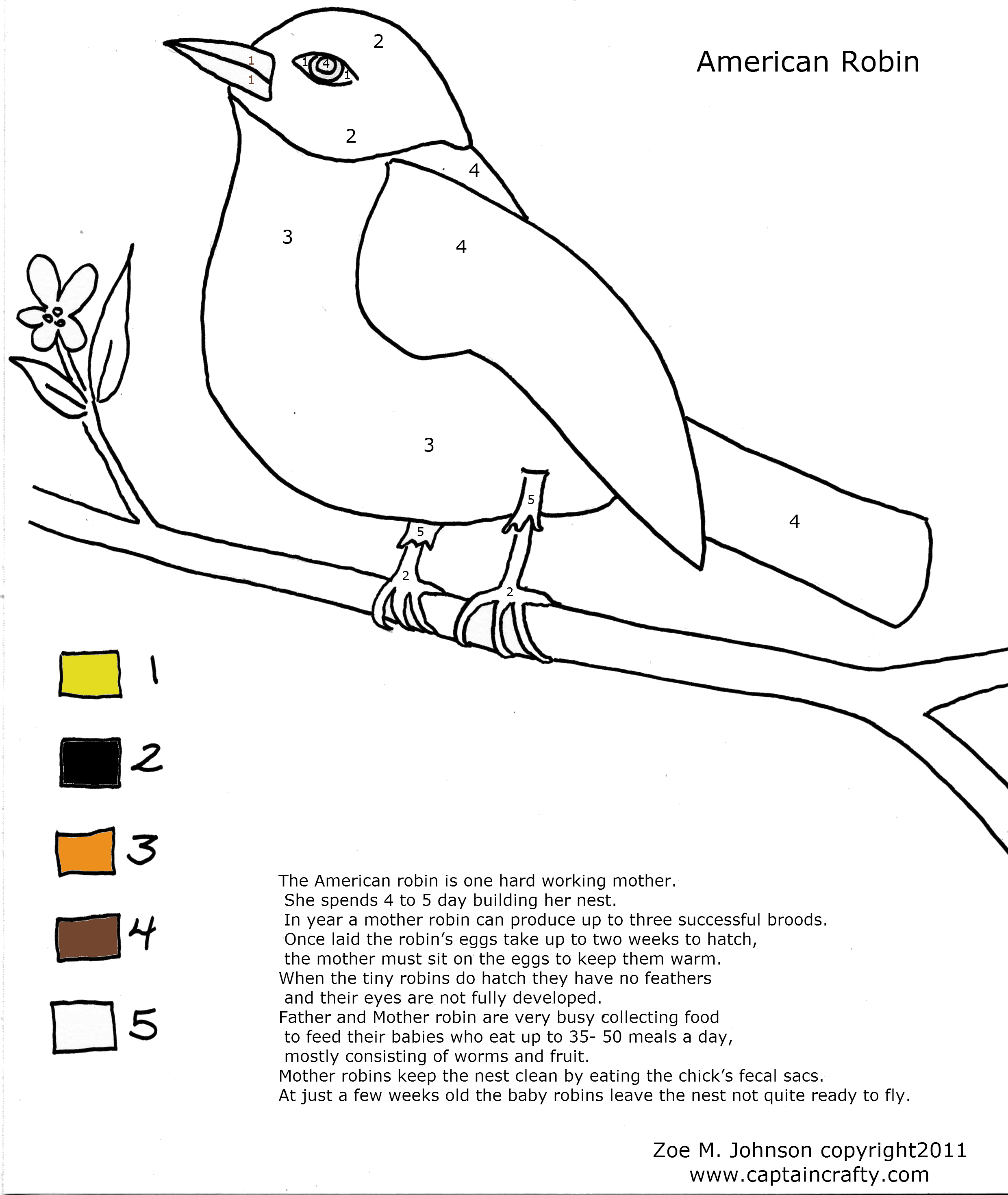American Robin coloring #2, Download drawings