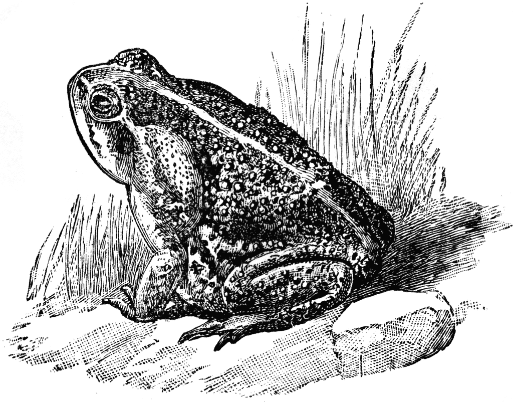American Toad clipart #6, Download drawings